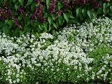 Alyssum and salvia 